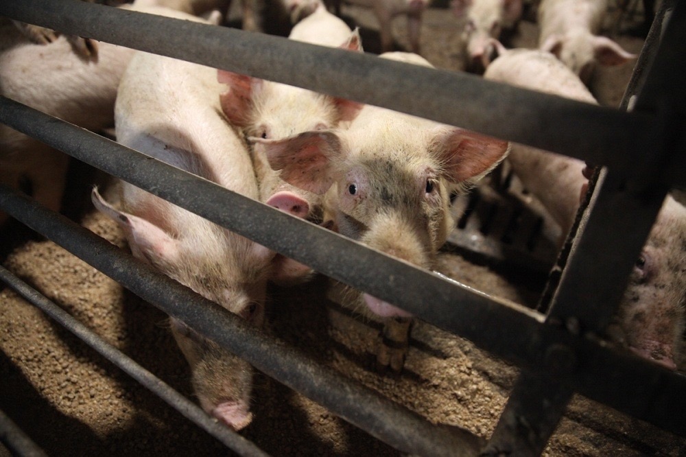 Новый свинокомплекс планируют создать в Мегино-Кангаласском районе Якутии