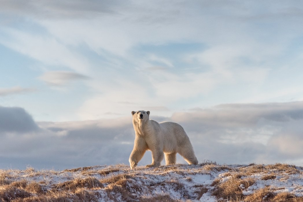 Якутские школьники примут участие в авиамониторинге белых медведей