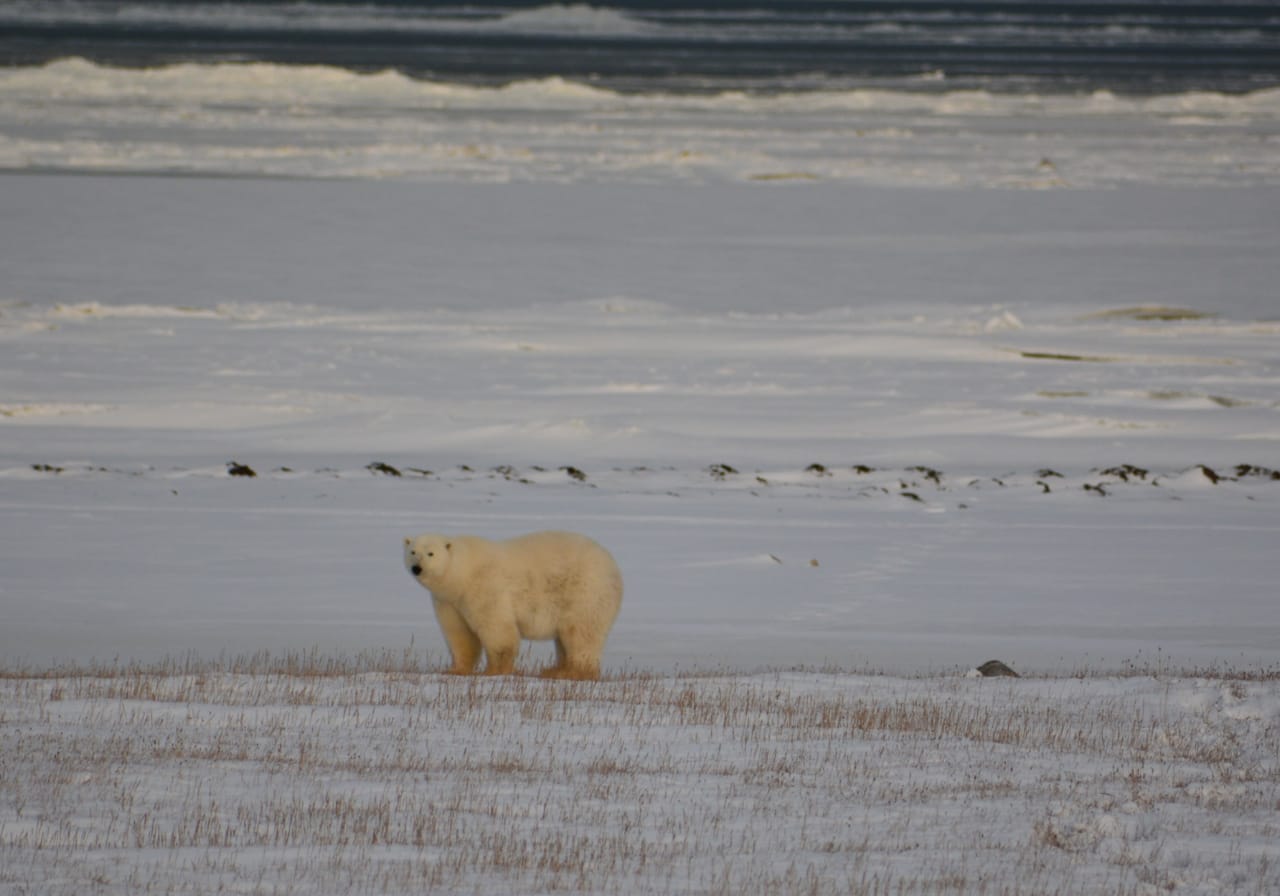 Количество белых медведей и берлог пересчитают в Нижнеколымском районе Якутии