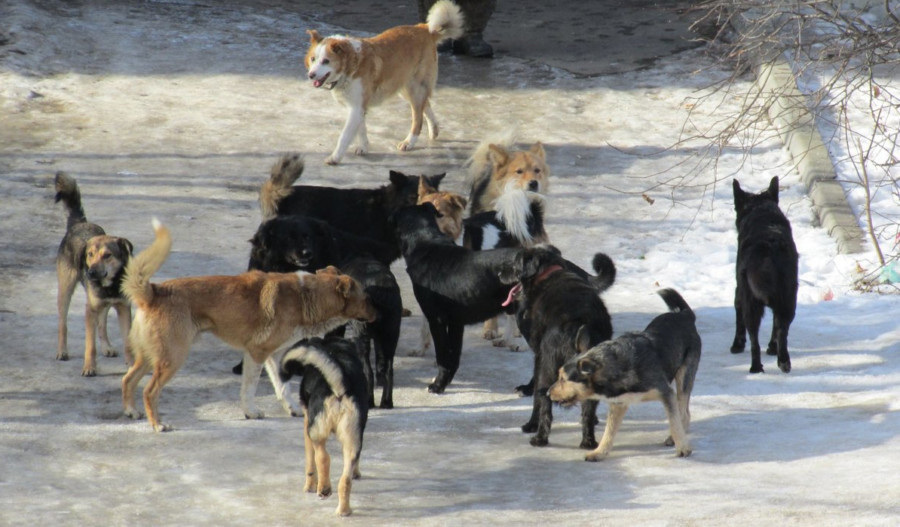 Информацию о выпуске собак из ППБЖ опровергли в центре управления Якутска