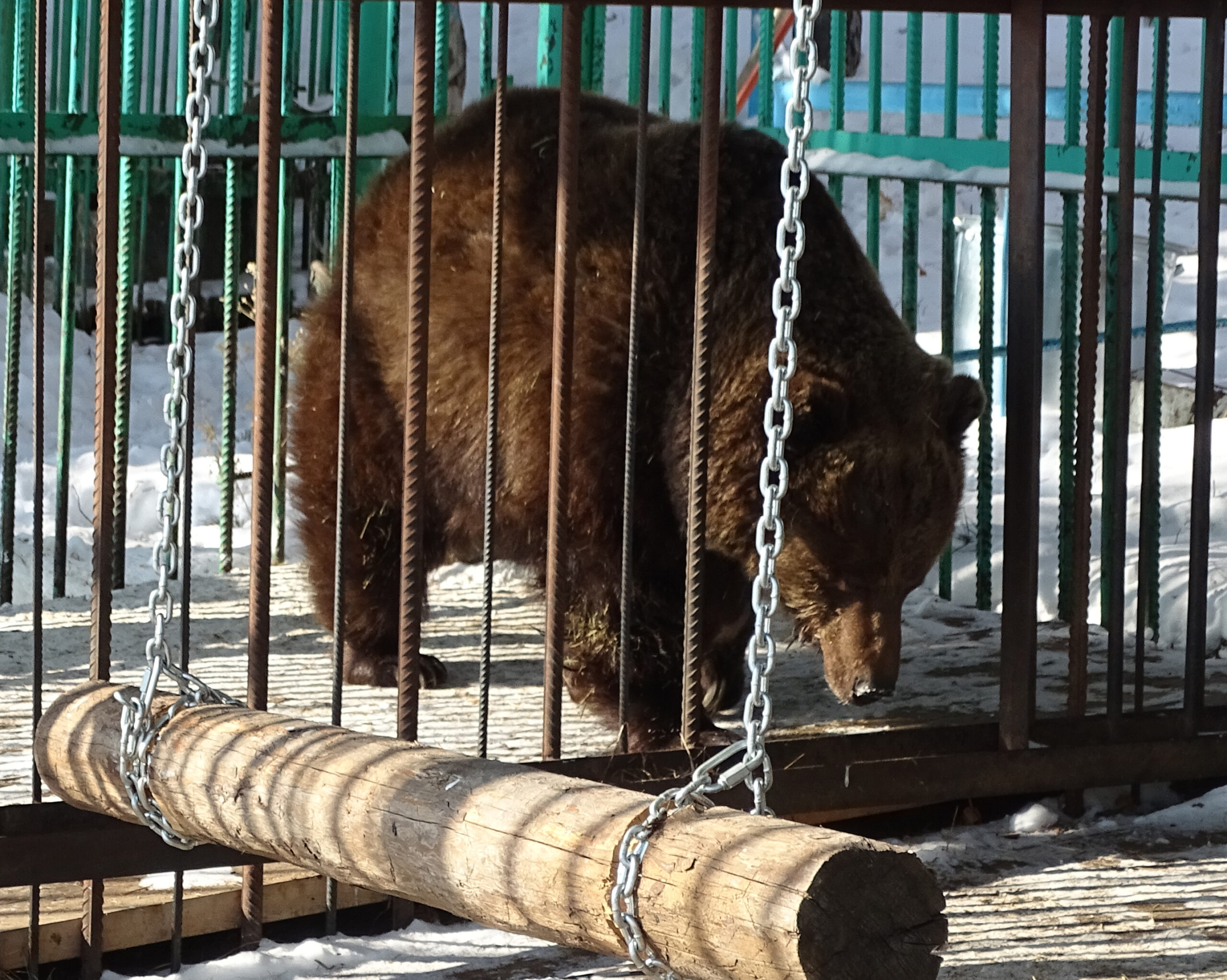 Бурые медведи вышли из спячки в якутском зоопарке «Орто Дойду»
