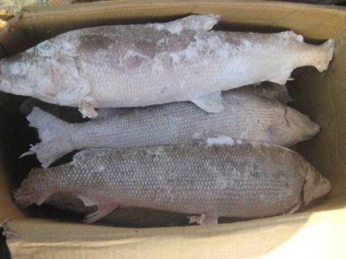 Предприниматель подделал документы о безопасности 24 тонн рыбы в Якутии