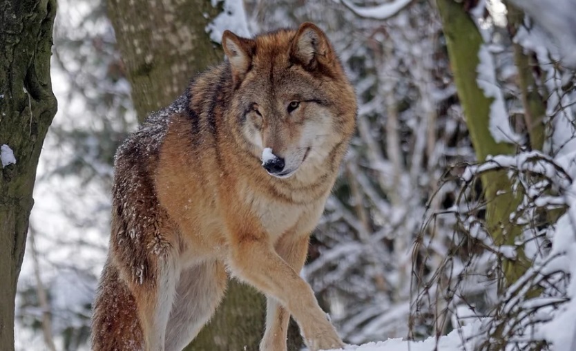 Лучших охотников на волков определили в Якутии