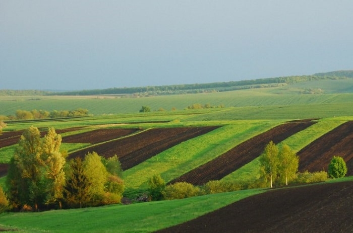 Более 140 тысяч га земли подготовили в ДФО для инвесторов в сельское хозяйство