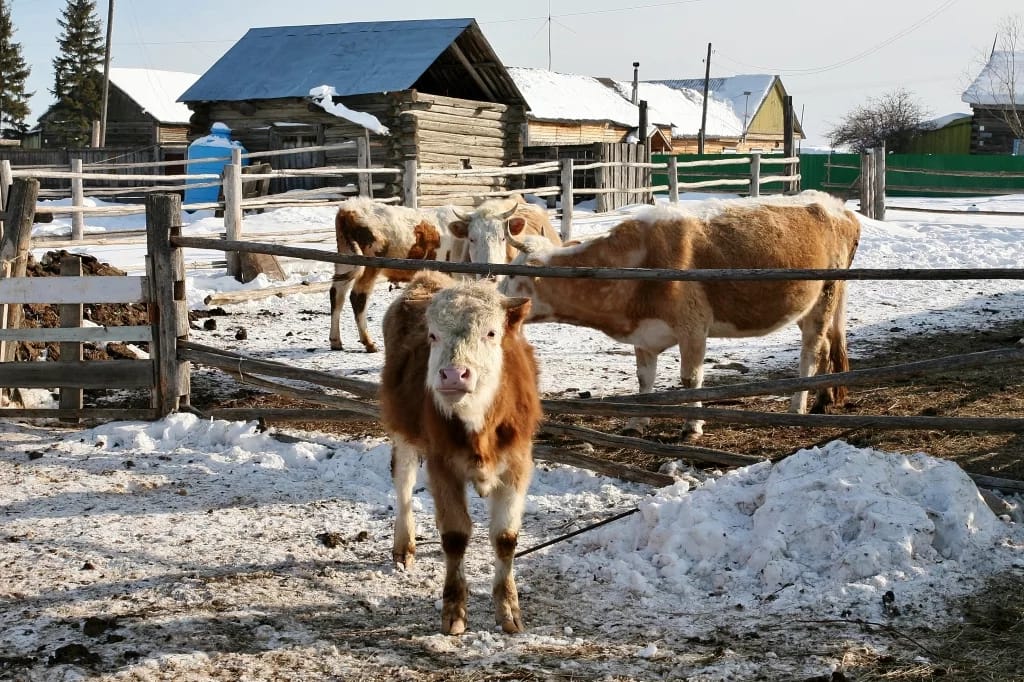 Зимовка скота завершается в Якутии