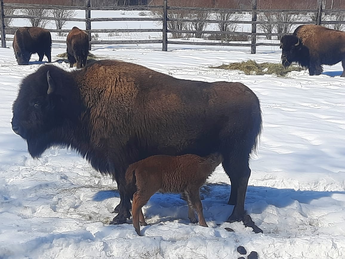 Пять телят родились в питомнике лесных бизонов «Усть-Буотама» в Якутии