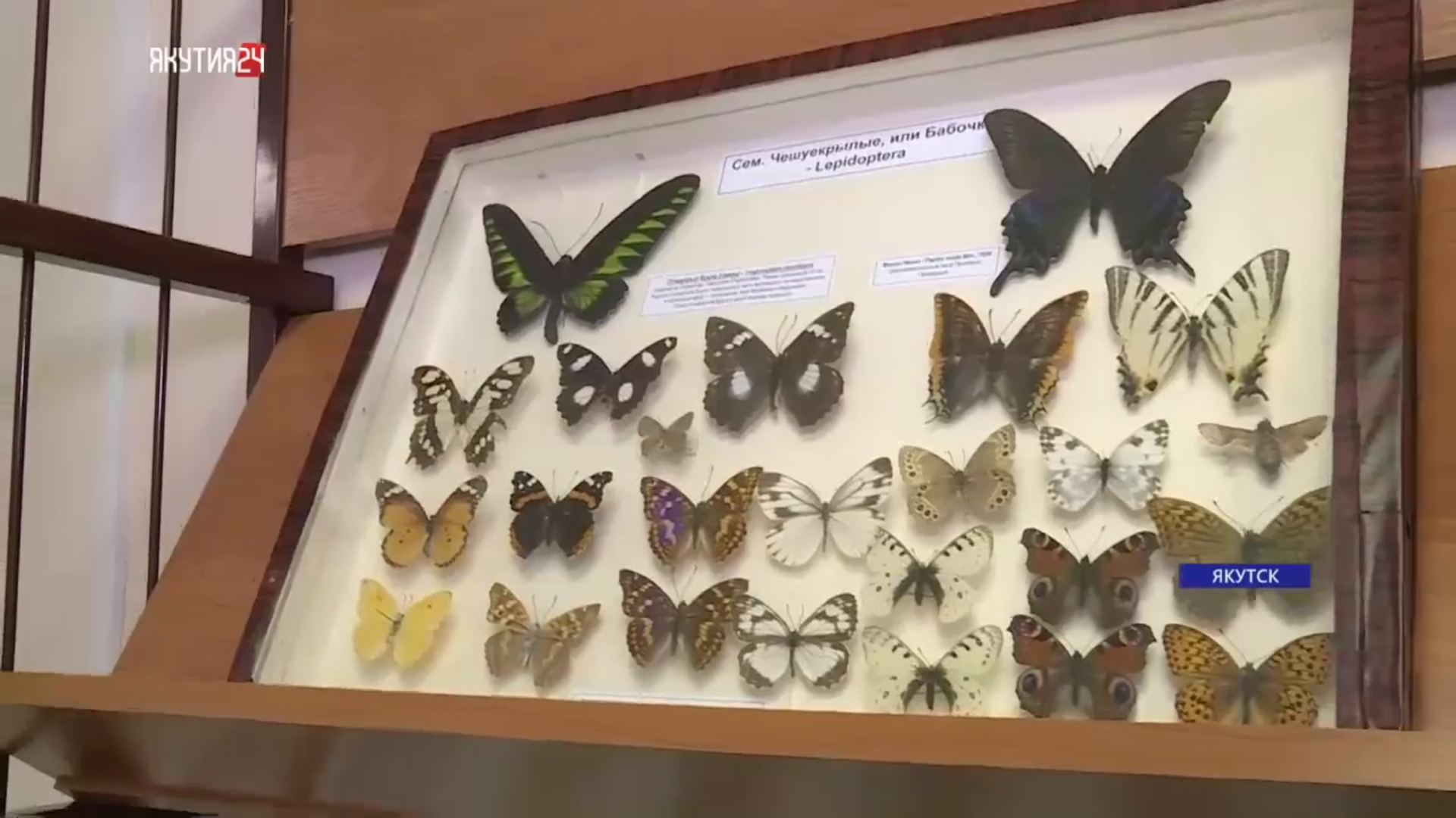 Жители Якутии могут ознакомиться с коллекцией насекомых Александра Аверенского в ботаническом саду СВФУ