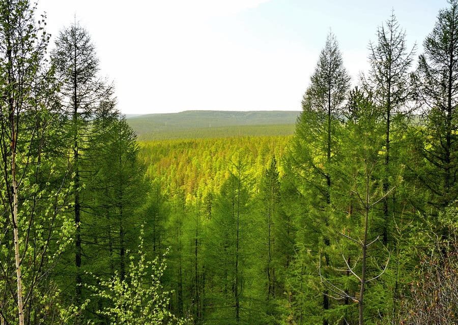 Глава Якутии: Защитные леса вдоль реки Амги не будут вырубаться