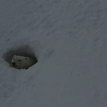 Число берлог белых медведей увеличилось в три раза в Нижнеколымском районе Якутии