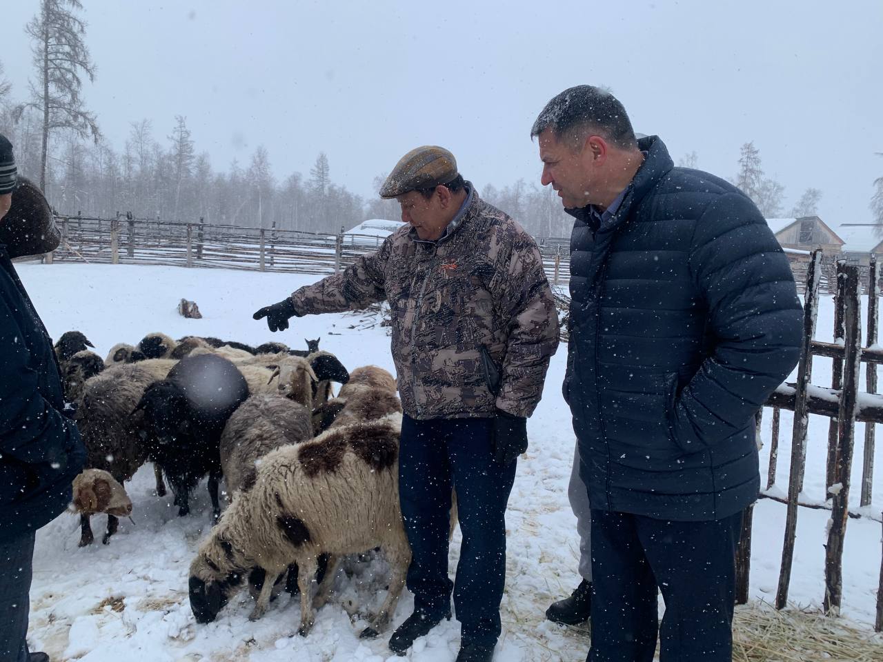 Производство баранины намерены развивать в Якутии