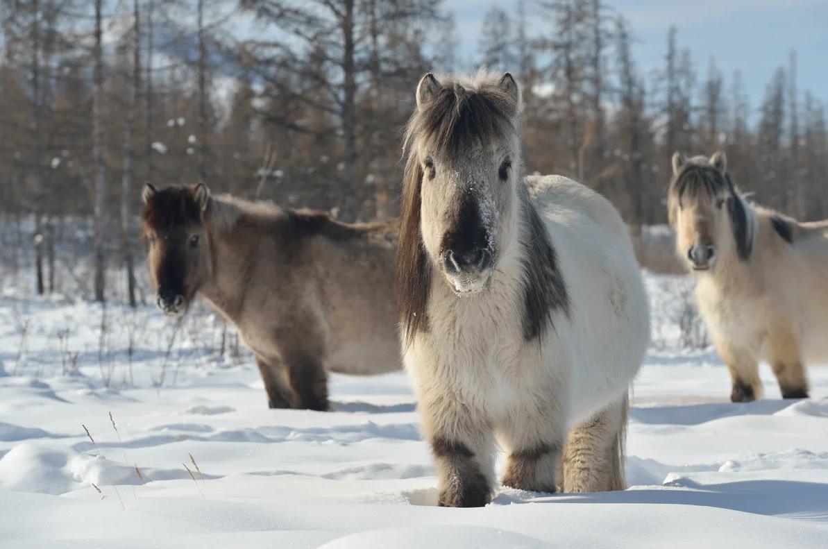 Многодетной семье из Якутии помогут восстановить поголовье лошадей