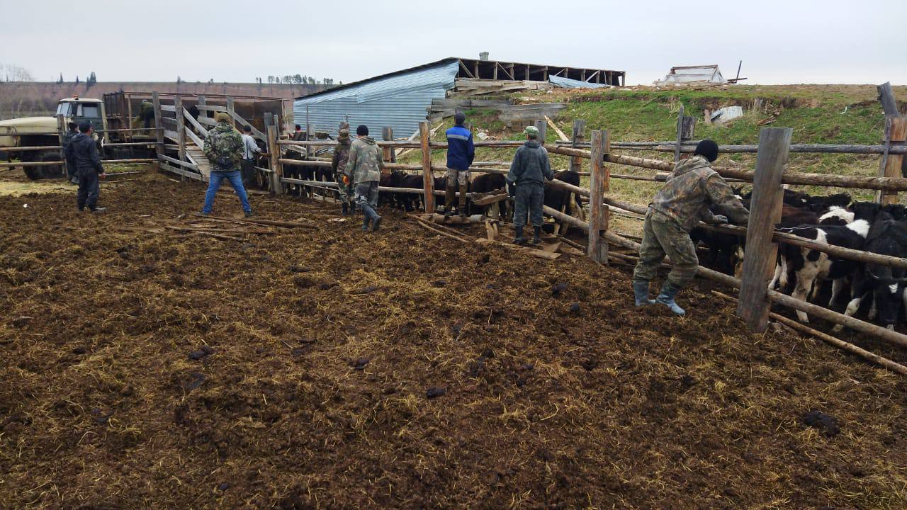 Скот отогнали из-за угрозы подтопления в местности Белькей Олекминского района Якутии