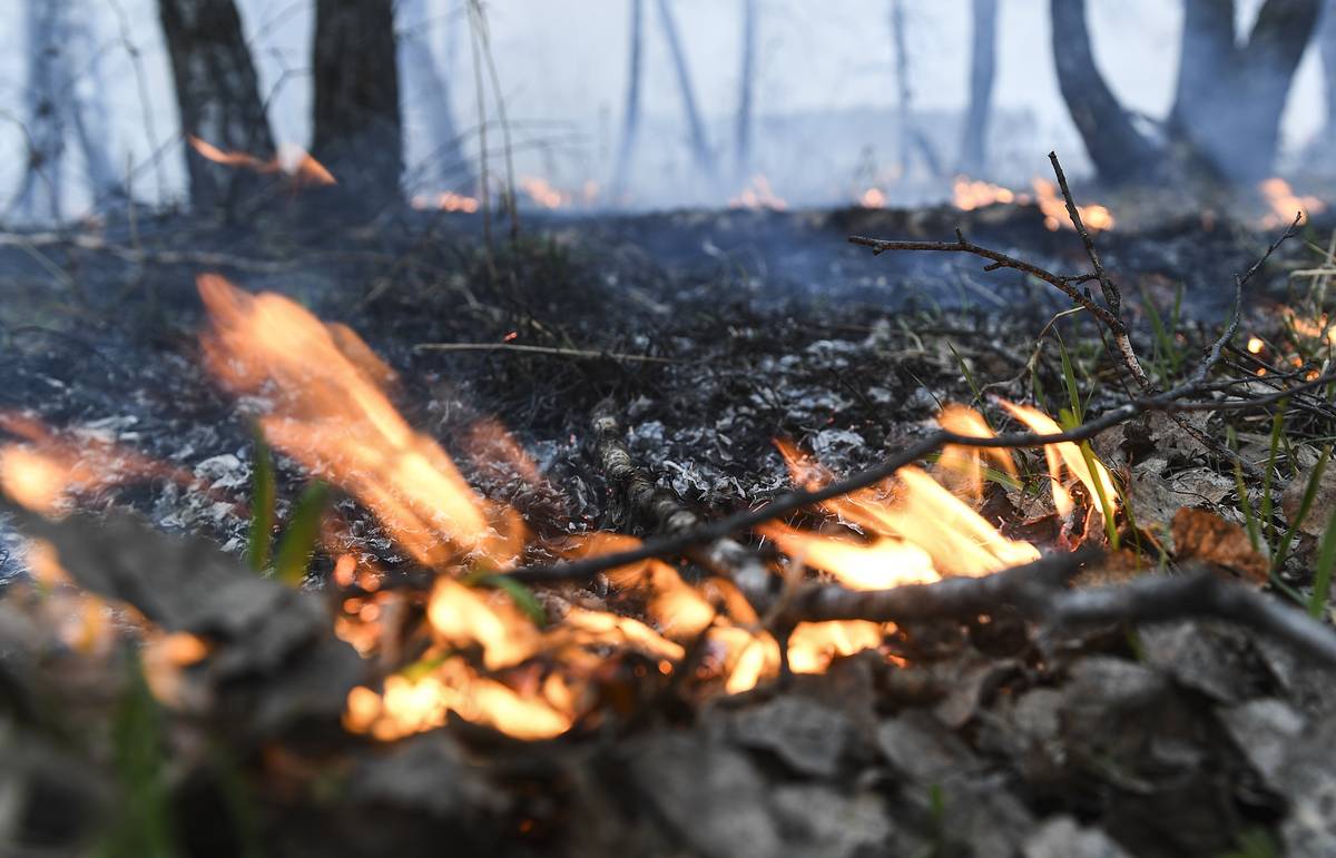 Один лесной пожар действует в Ленском районе Якутии