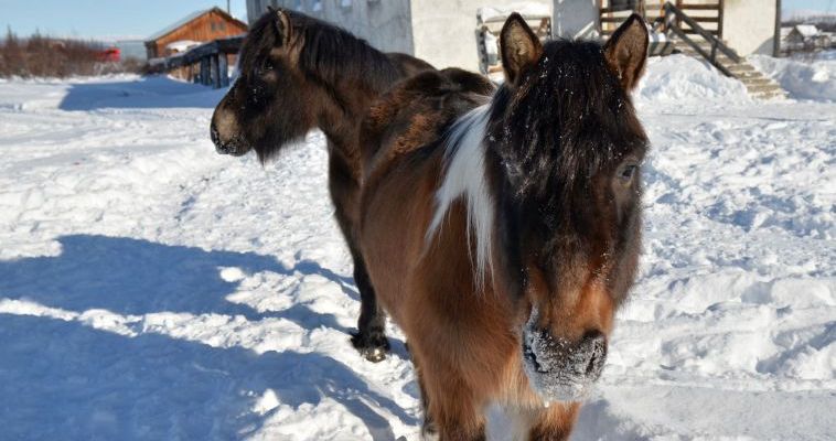 Лошадей якутской аборигенной породы доставили чукотским оленеводам