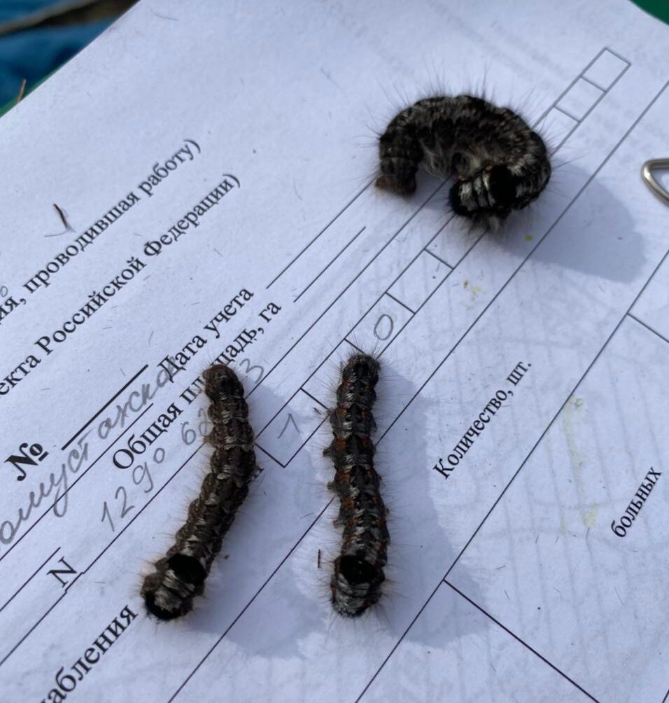 Количество проснувшихся после зимы гусениц шелкопряда выяснят в Якутии