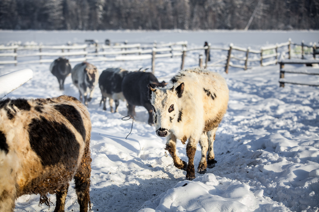 Центр репродукции генофонда якутского скота откроют в Якутии