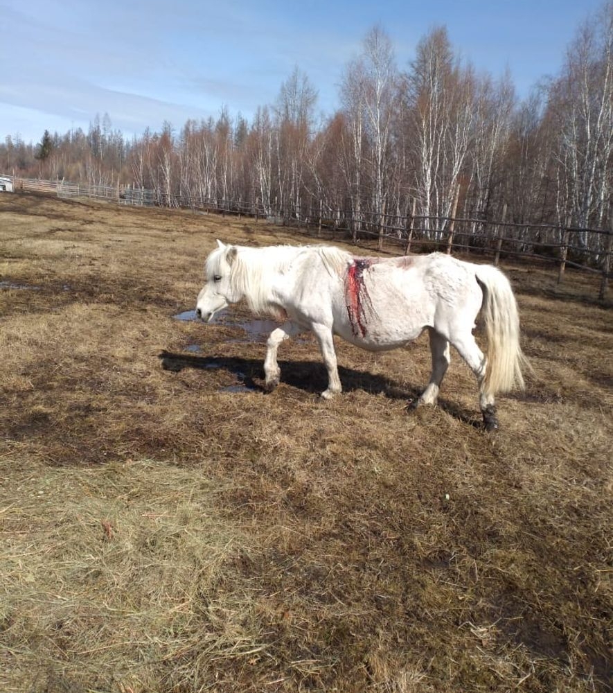 Медведь напал на лошадей в Горном районе Якутии