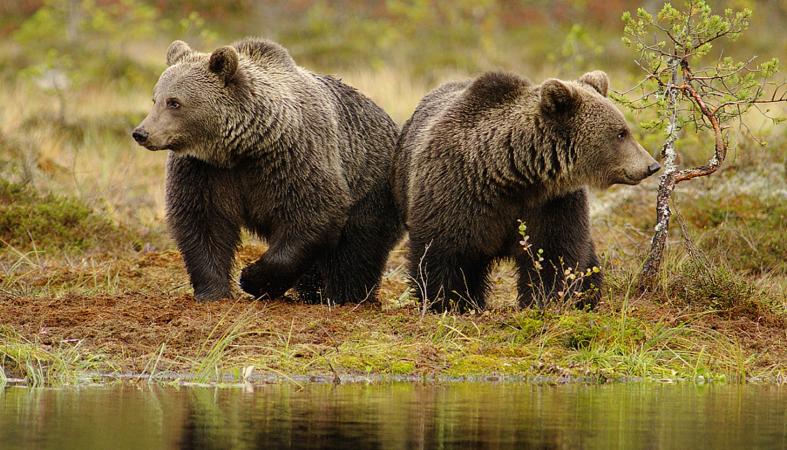 Информацию о появлении медведей в селе Дельгей опровергли в Олекминском районе Якутии