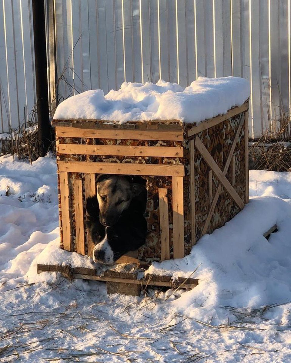 Акция «Добрые будки для животных без владельцев» проходит в Якутии