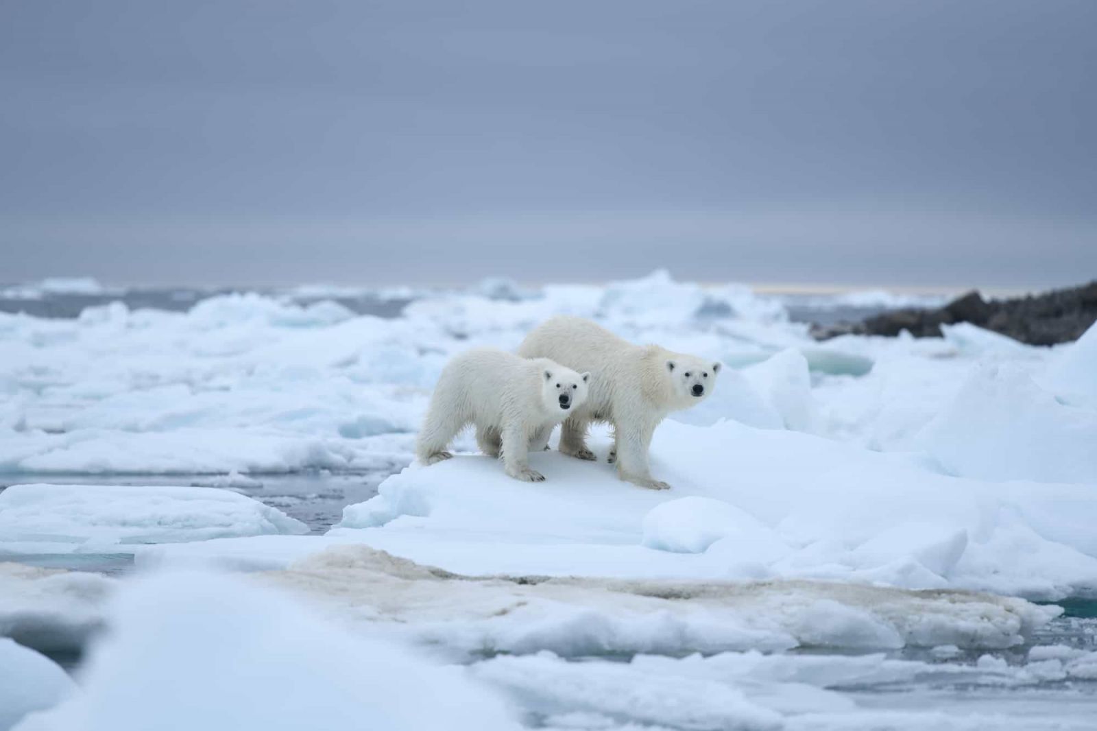 Акция «Чистая Арктика» охватит три района Якутии в 2022 году