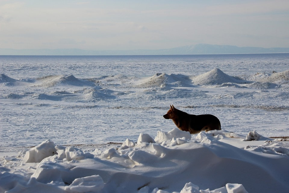Уровень воды в реке Колыме поднялся на 1,3 м за сутки у якутского поселка Зырянка