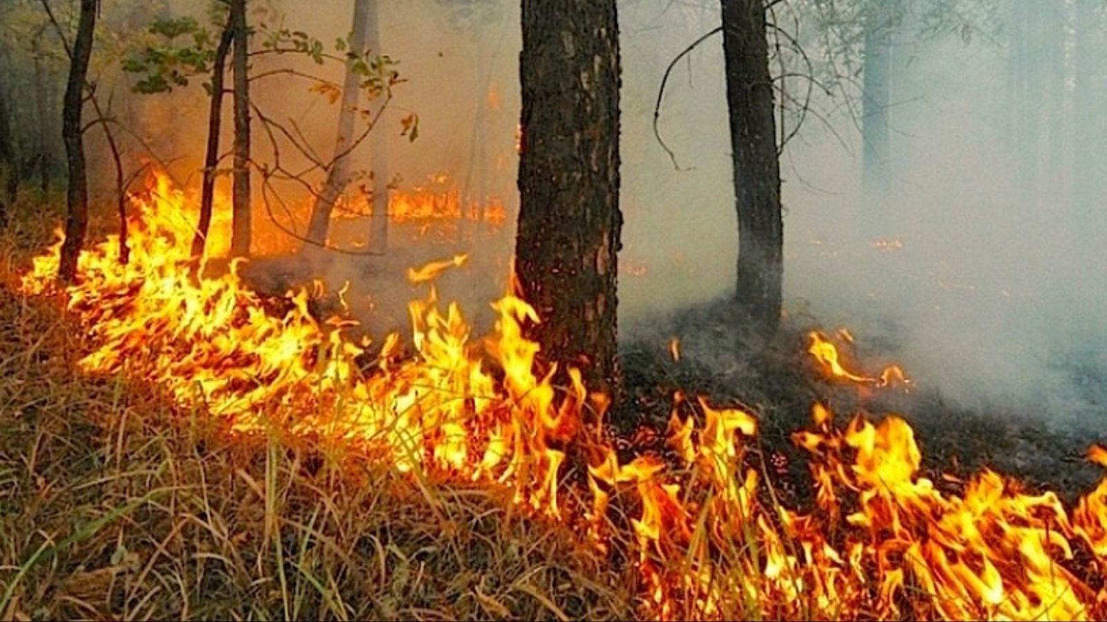 11 лесных пожаров тушат в Якутии