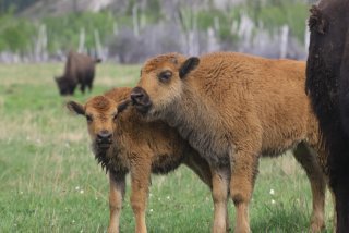 Питомник лесных бизонов «Усть-Буотама» в Якутии открыл летний турсезон