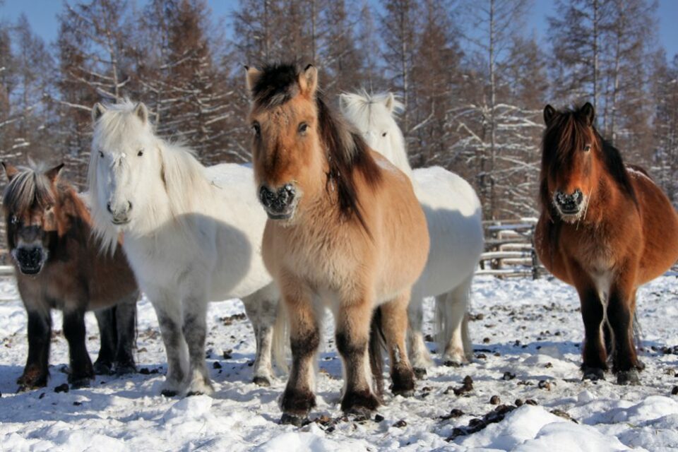 Участник похода «Полюс Холода – Москва» предложил открыть музей якутской лошади