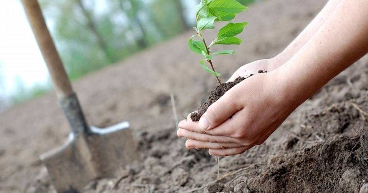 Почти шесть тысяч деревьев посадили в Якутске за месяц