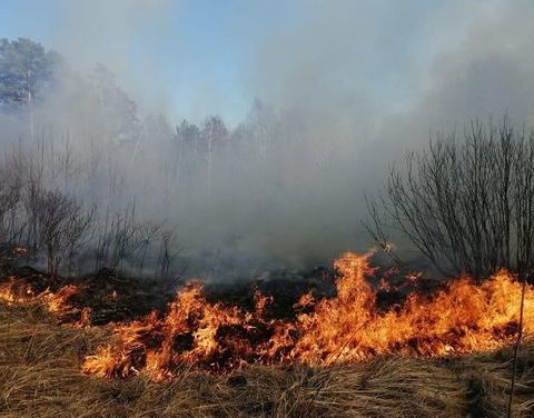 Шесть лесных пожаров ликвидировали за сутки в Якутии