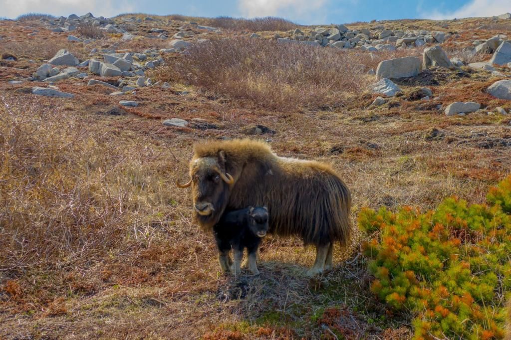 Два теленка родились у якутских овцебыков в Магаданской области