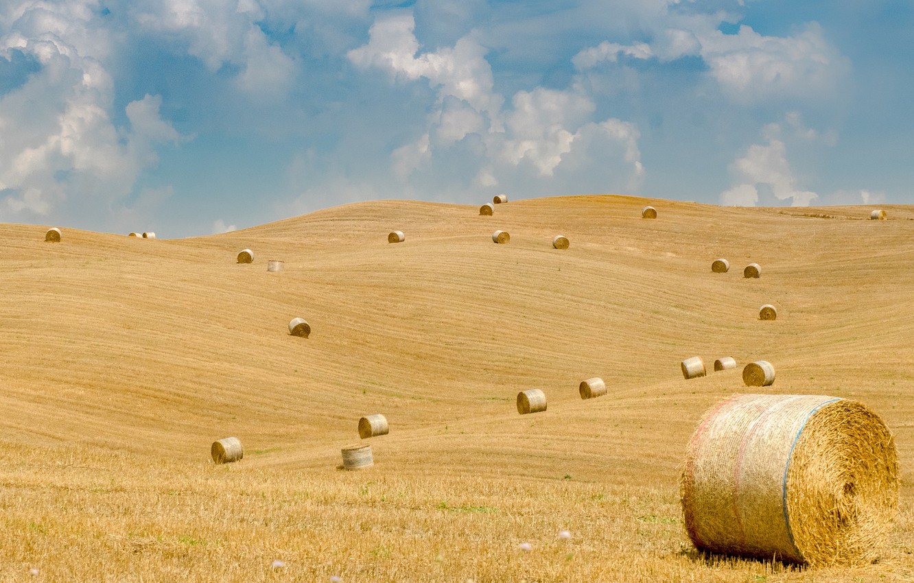 Почти 442 тыс тонн сена планируют заготовить в Якутии в 2022 году