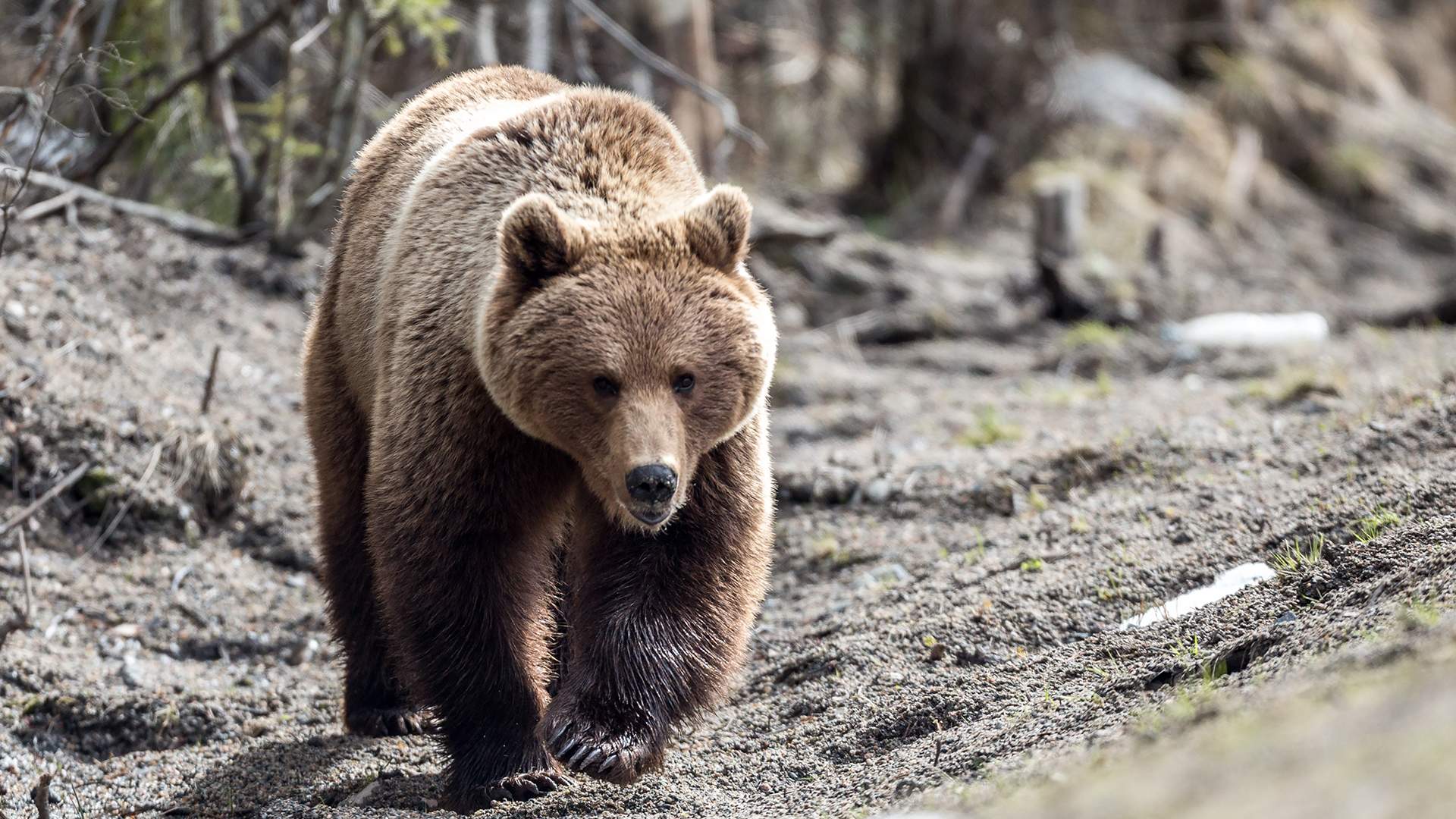 Медведи вышли на трассу в Амгинском районе Якутии