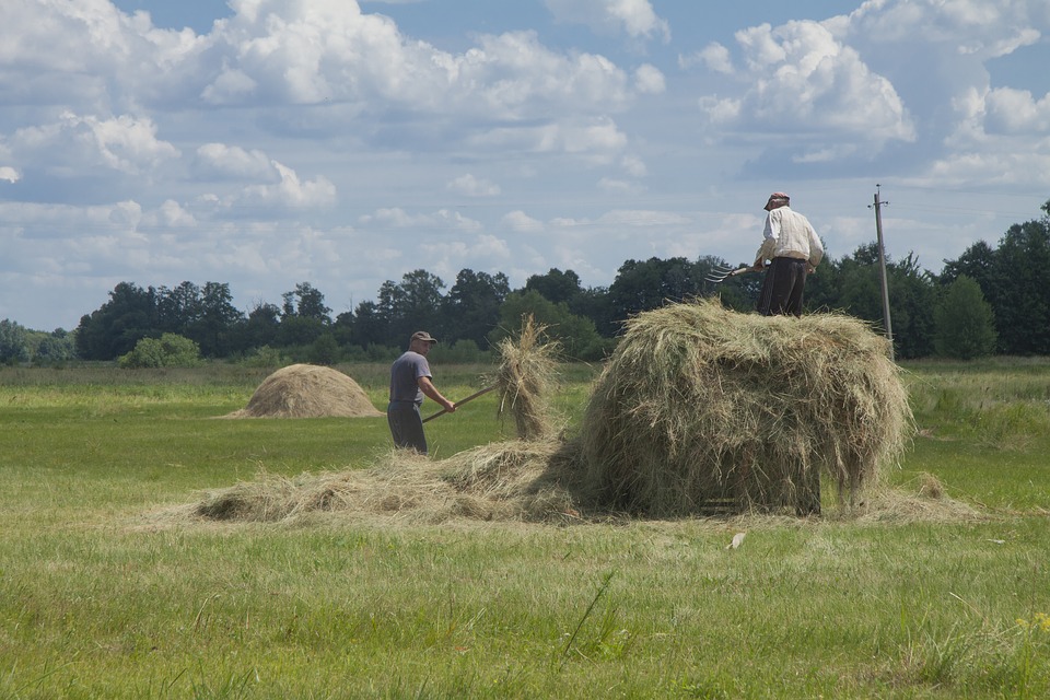 Более 12 тыс тонн сена планируют заготовить в Горном районе Якутии