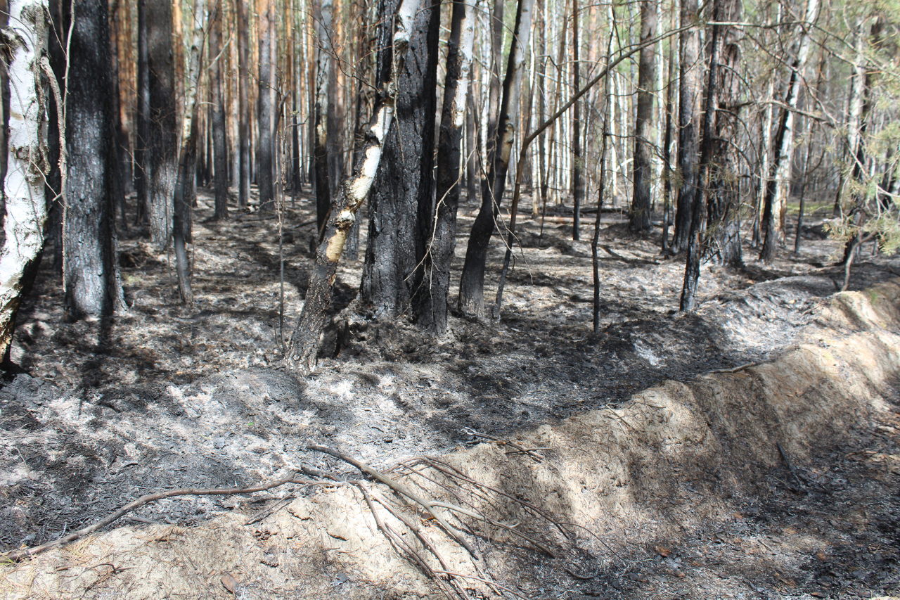 Лесной пожар в Олекминском районе Якутии планируют ликвидировать в ближайшие сутки