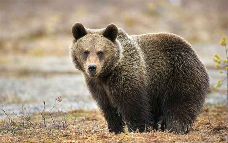 Медведи стали чаще выходить к населенным пунктам в Якутии