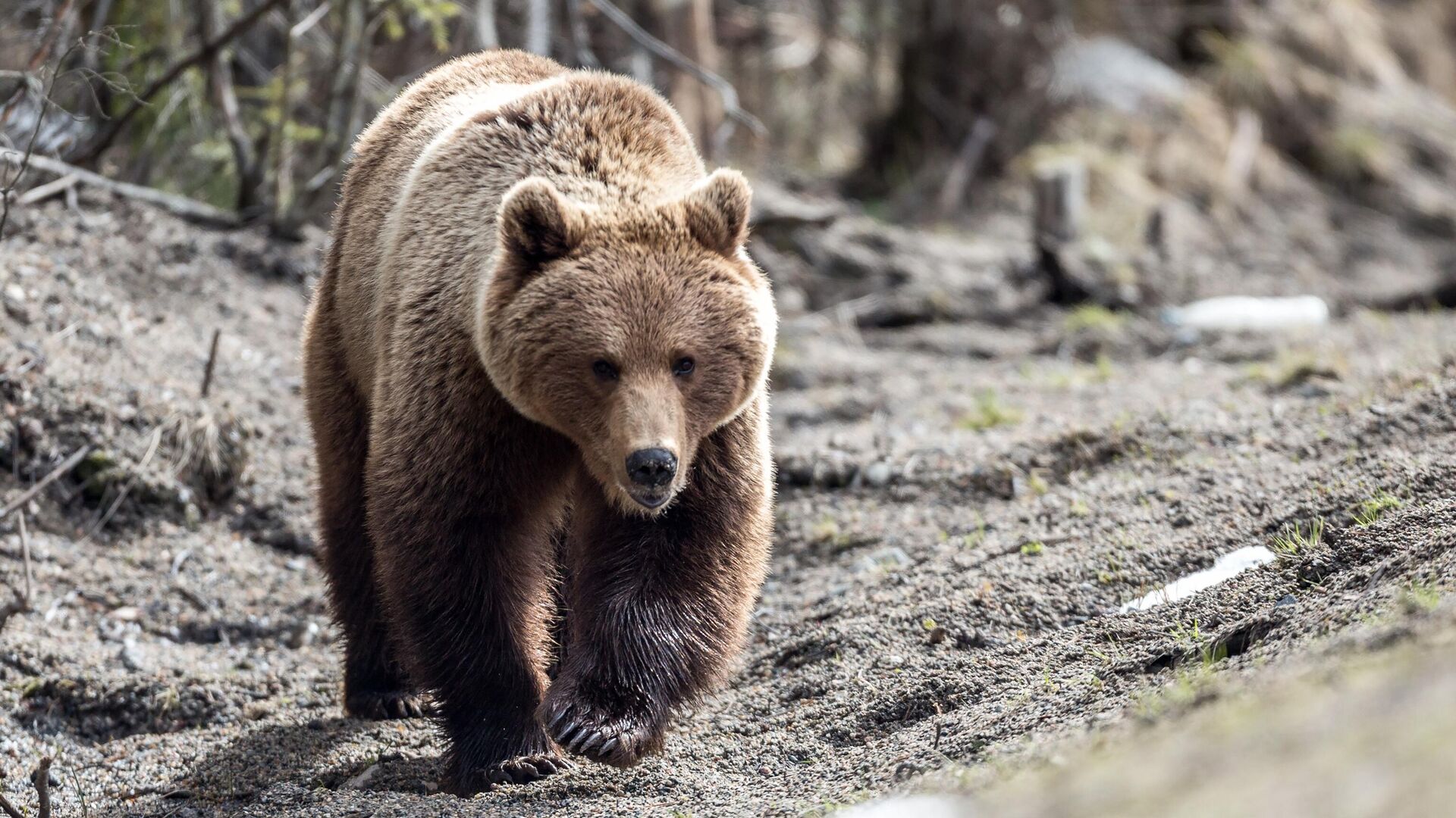 Оленевод отбился от медведя в Томпонском районе Якутии