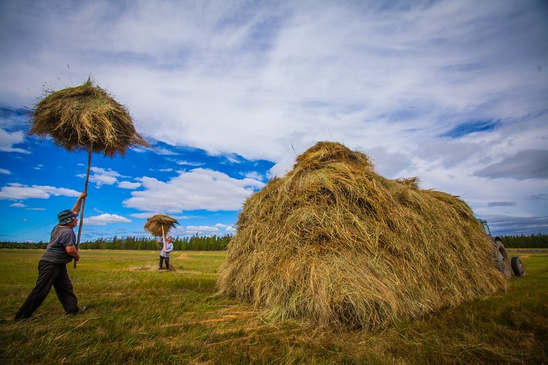 Более 30 тыс людей будут участвовать в заготовке сена в Якутии