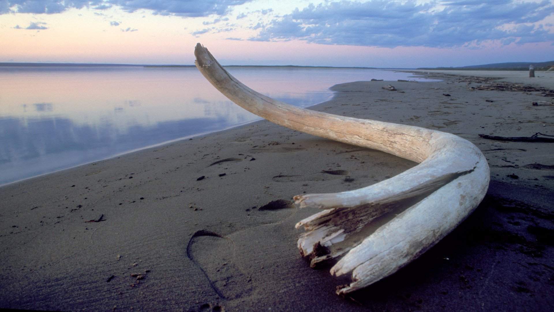 Добыча мамонтовой кости увеличилась на 61% в арктических районах Якутии