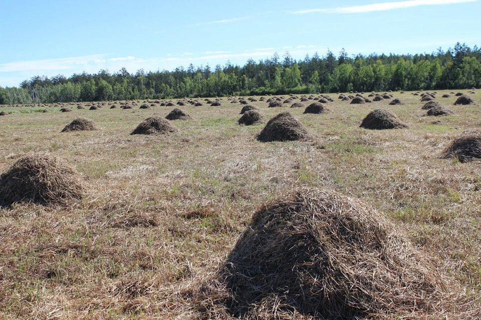 Свыше 2,8 тыс тонн сена заготовили в Чурапчинском районе Якутии
