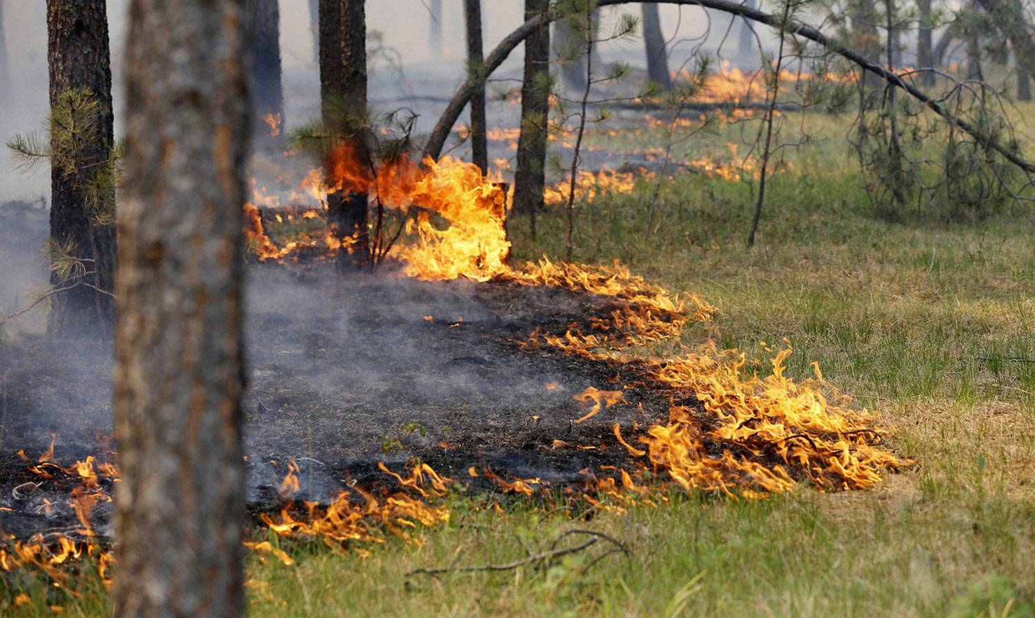 17 лесных пожаров потушили в Якутии за сутки