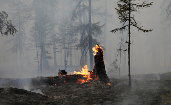 Четыре лесных пожара потушили в Якутии за сутки