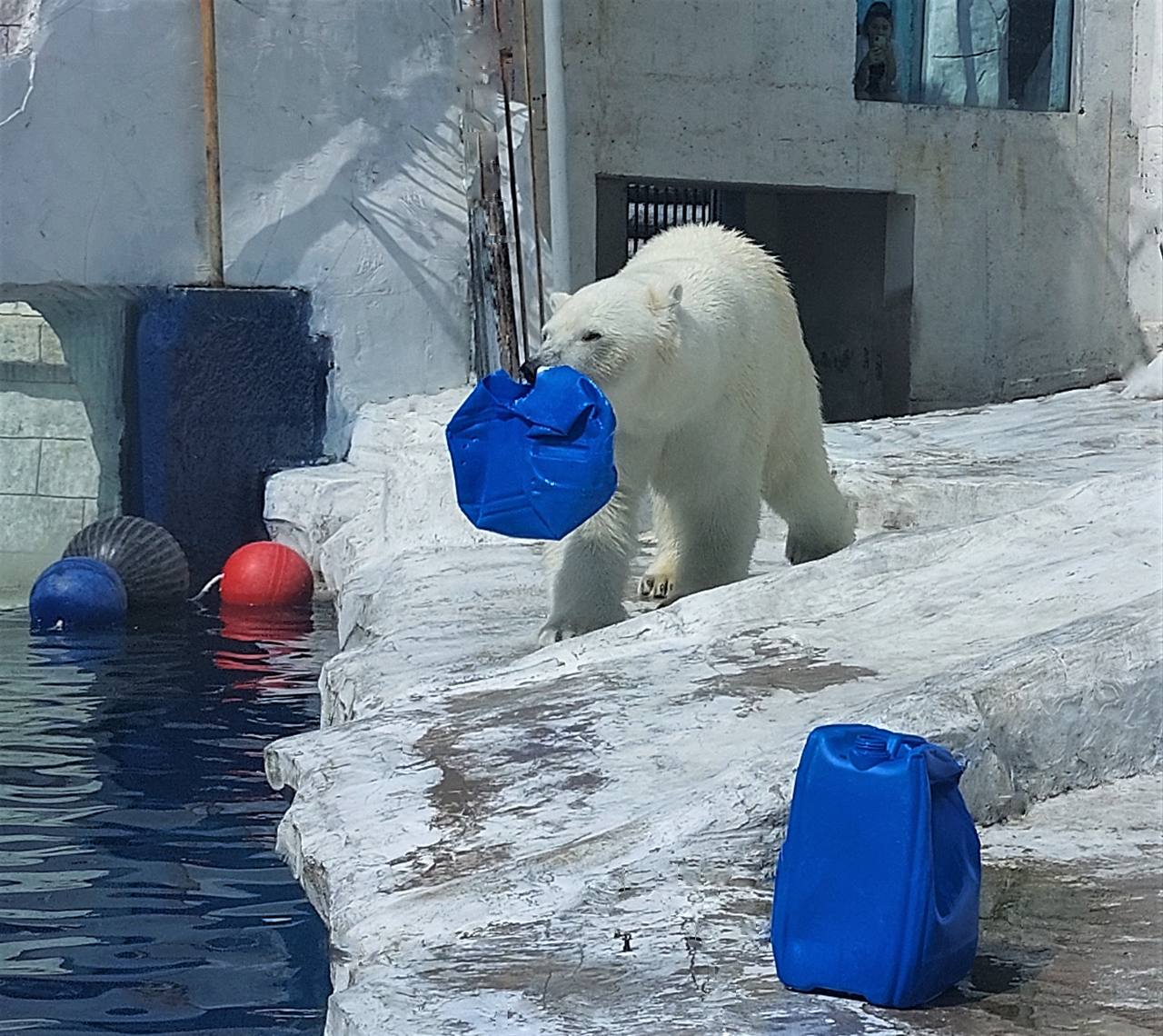 Беседы с большими кошками, водные процедуры и позирование на камеру: Как проводит будни якутский белый медведь Алмаз?