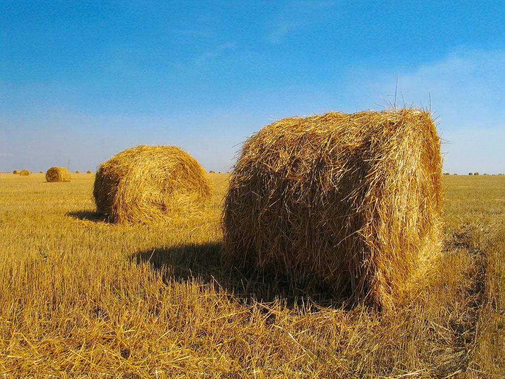 Более 45,8 тыс тонн сена заготовили в Якутии