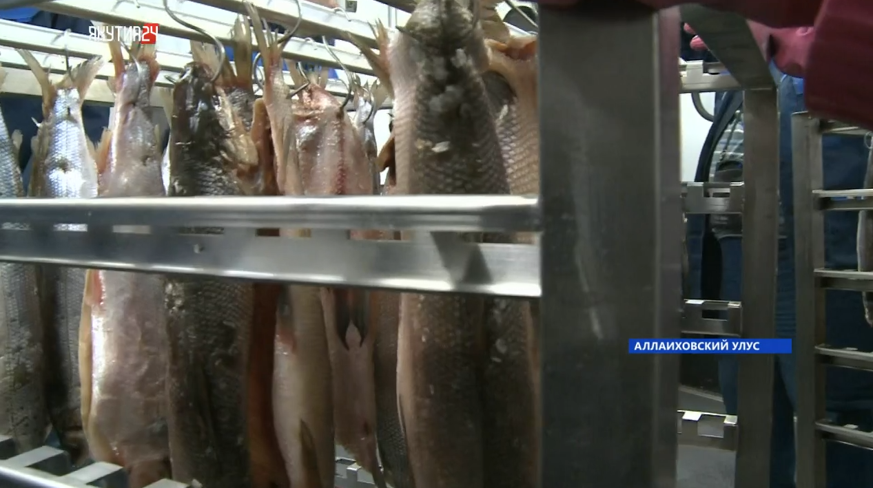 Первый рыбный цех общины «Аллайха» открыли в Чокурдахе в Якутии
