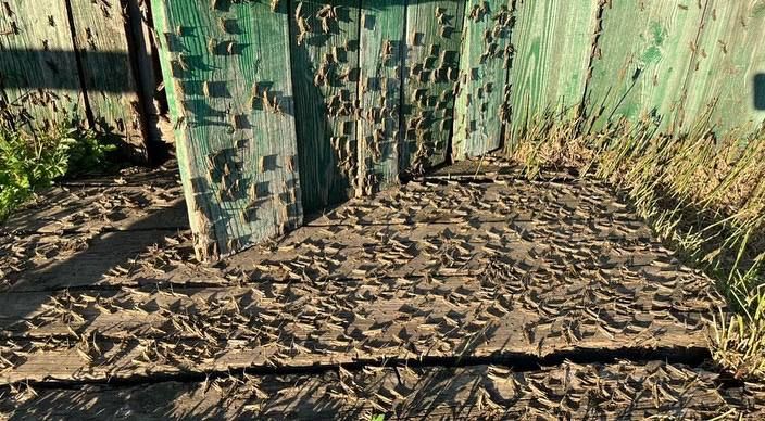 Сельхозтерритории в восьми районах Якутии обработают от саранчи