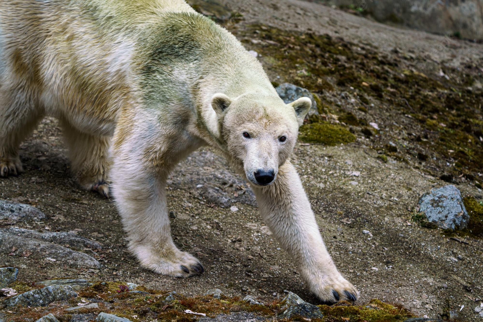 Белого медведя заметили рядом с поселком Тикси в Якутии