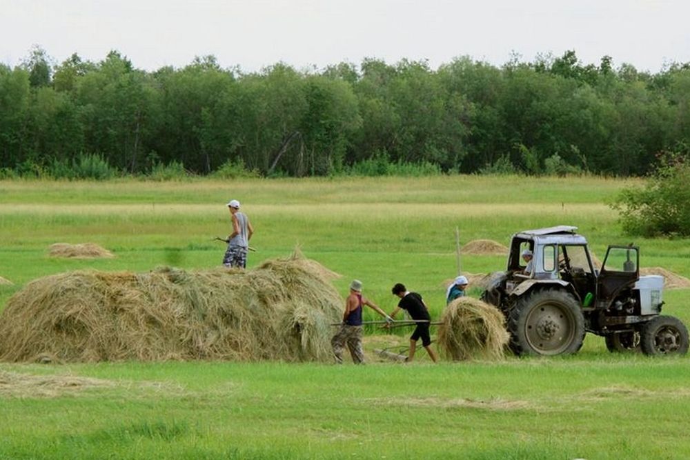 Чурапчинские аграрии планируют заготовить недостающее сено в четырех районах Якутии