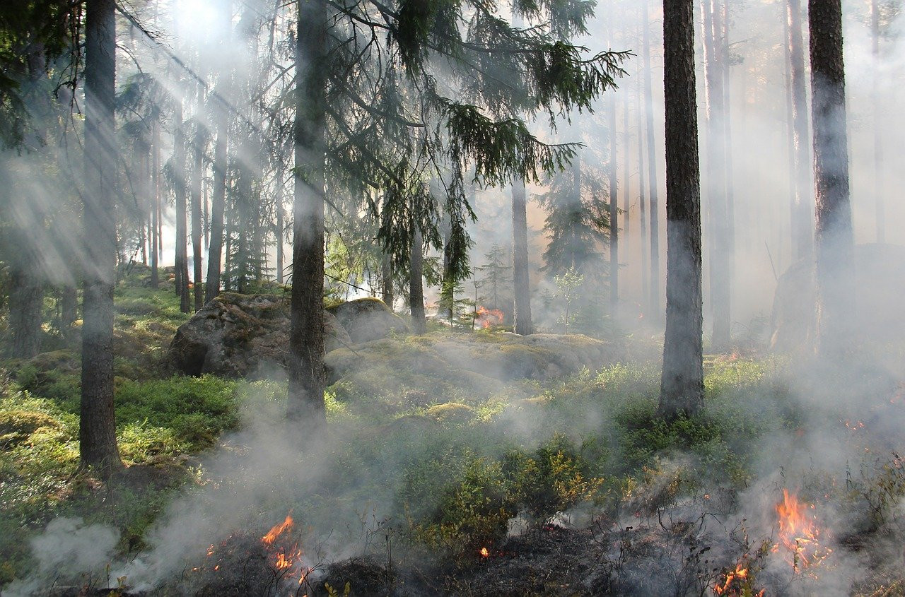 Девять лесных пожаров потушили в Якутии за сутки