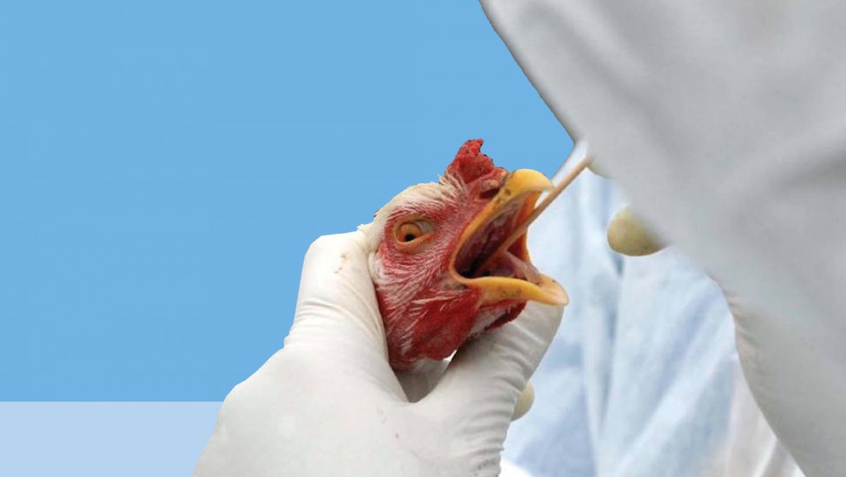 Якутян предупреждают о вспышке гриппа птиц в соседнем регионе